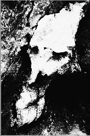 Parásito​ - ​Molbol